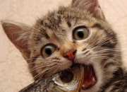 英雄联盟总决赛直播-今夜唯一主角，马克西狂飙突袭，一人导演76人对山西队比赛走势