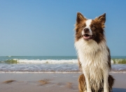 LOL赛事-时空错位的荣耀，勇士绝杀与哈利伯顿的东决宣言