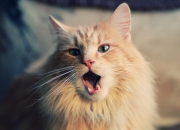 英雄联盟总决赛直播-欧洲足坛双星闪耀，拜仁横扫荷兰显霸权，久保建英焦点战证价值