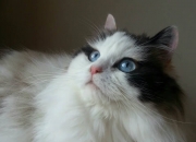 英雄联盟总决赛2025-火线狂飙，绿茵暴雪，当浙江式篮网火力席卷欧冠生死战