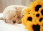 LOL决赛-灰熊窒息时刻定义团队新章，哈利伯顿关键先生蜕变之战