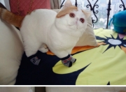 LOL决赛-生死边缘的进化，森林狼用最不森林狼的方式挺进下一轮