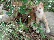 英雄联盟总决赛直播-两线作战，布伦森的节奏迷宫与灰熊的短缺之痛