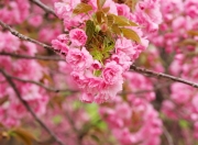 英雄联盟总决赛时间-未来巨兽降临CBA，文班亚马在深圳对阵吉林的比赛中展现攻防统治力