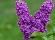 英雄联盟总决赛直播-攻防天平倾斜夜，哈登对位约基奇，演绎非典型统治力