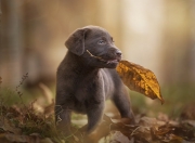 英雄联盟总决赛门票-紫百合绽放潘帕斯，引擎与探戈的终极狂想曲—佛罗伦萨如何征服布宜诺斯艾利斯的心脏