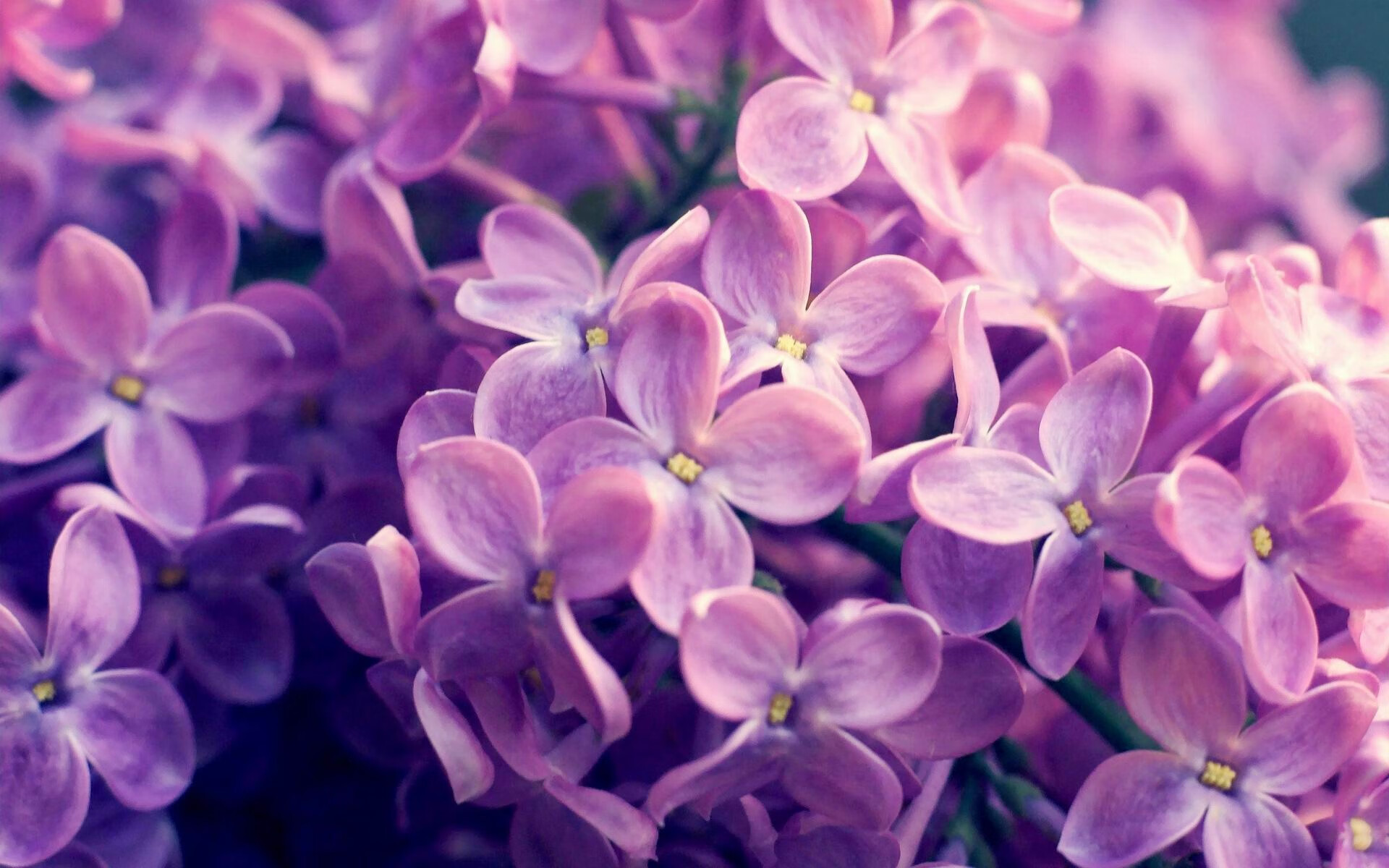 当雷霆战术降临英超,戈贝尔如何用无限换防接管冠军争夺战