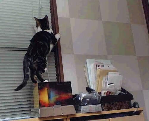 虚拟奥斯梅恩降临南美赛场？当错误关键词演绎出决定性传奇