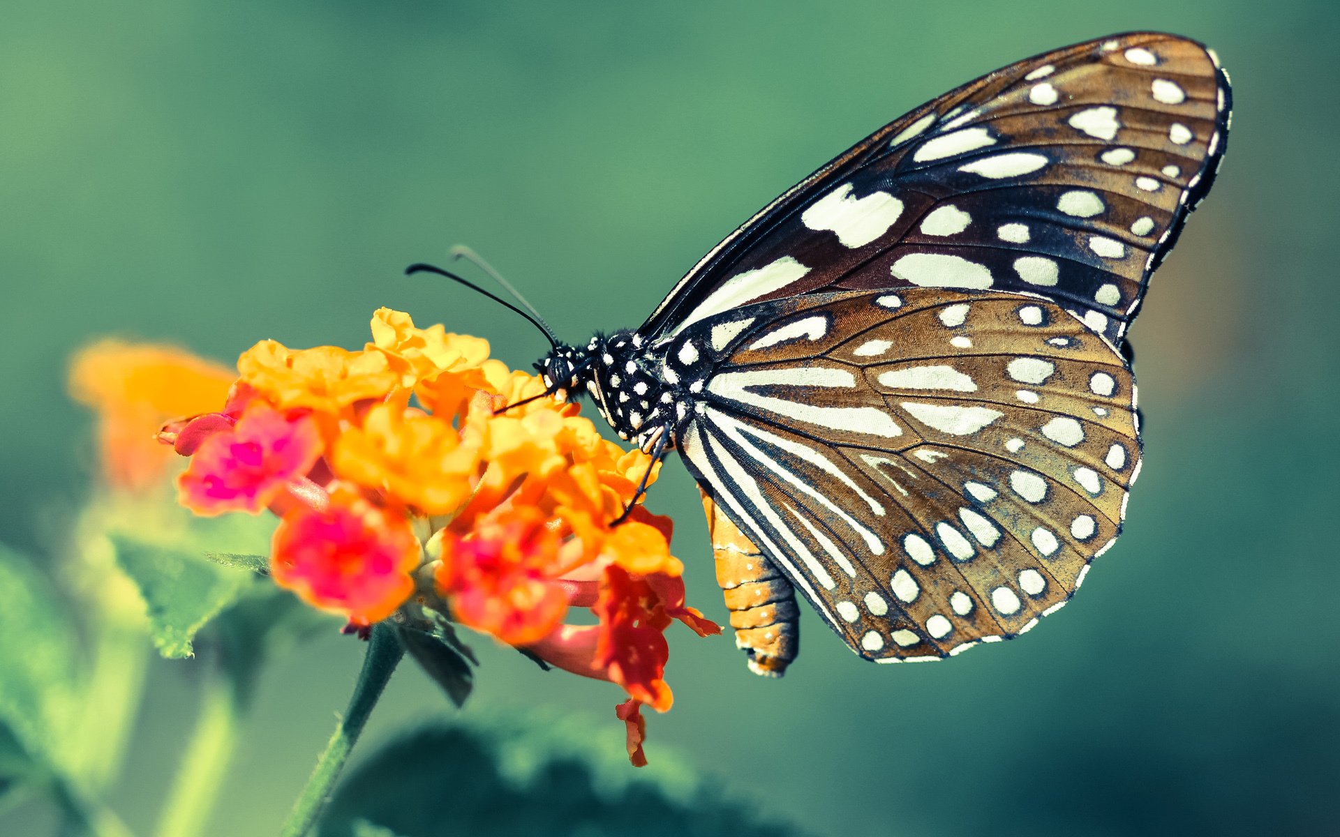 奥运前夜，沉默的刀锋终于亮出