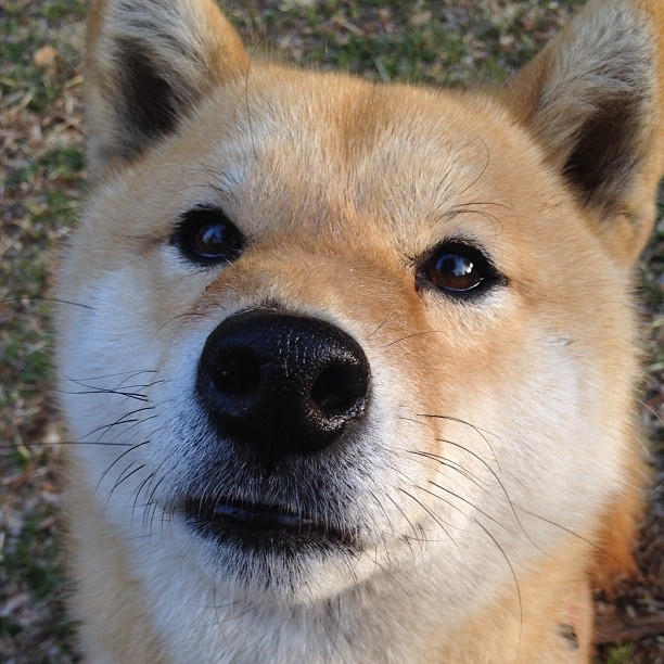 钢铁与探戈,布雷默的重炮如何击碎玻利维亚的节奏迷宫