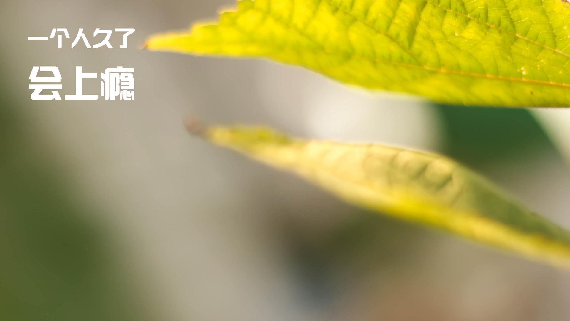 代父出征,当佩德里披上葡萄牙战袍扛起全队