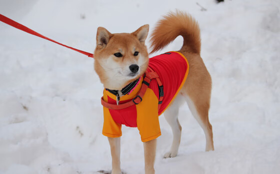 从安联到美加墨，一粒棋子与一整盘棋—穆勒的意志传承与德国足球的加时赛基因
