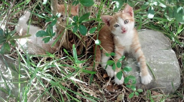 两线作战，布伦森的节奏迷宫与灰熊的短缺之痛