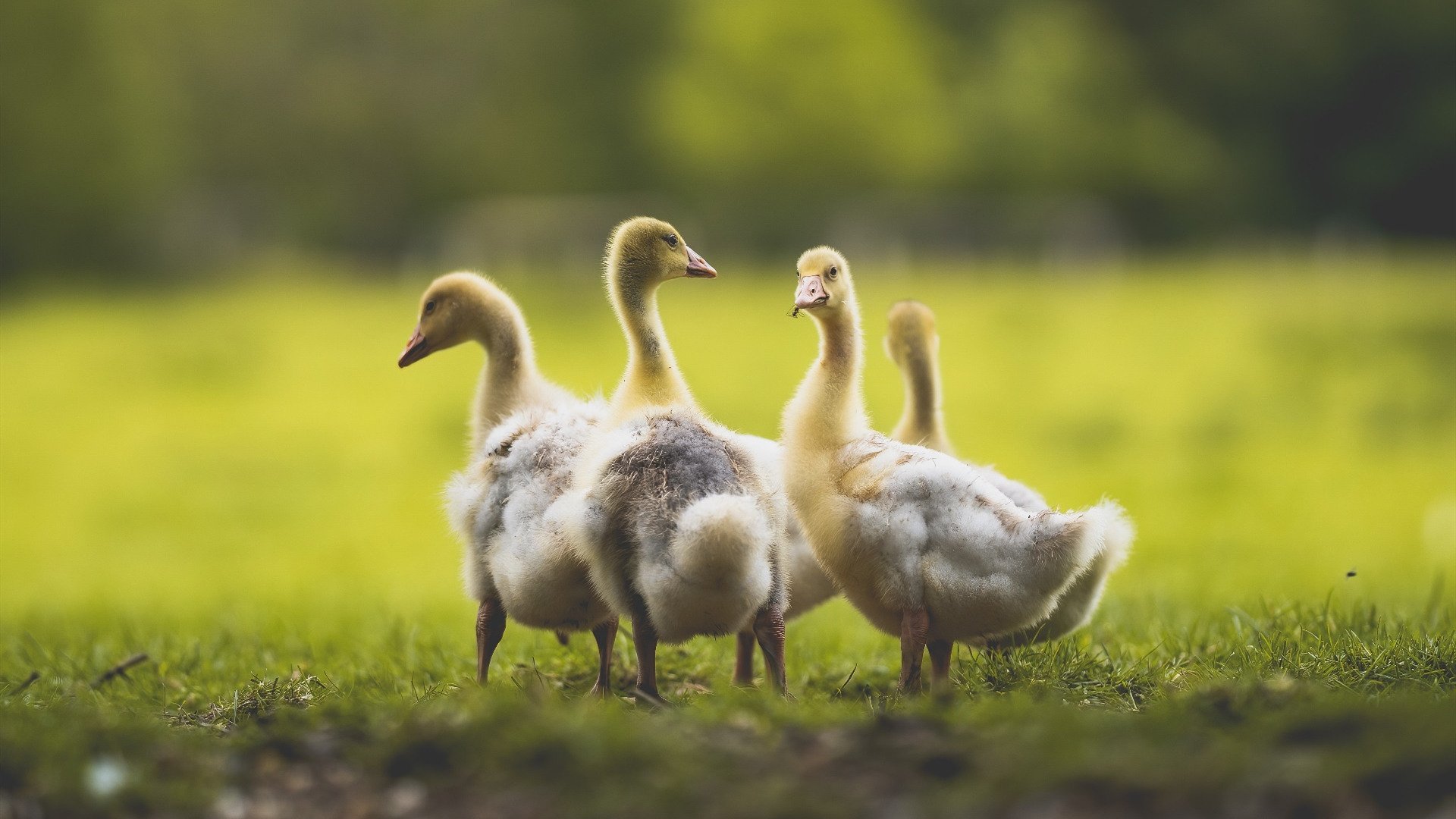 末节惊雷，奥利维耶19分导演逆转，新西兰带走希腊之夜