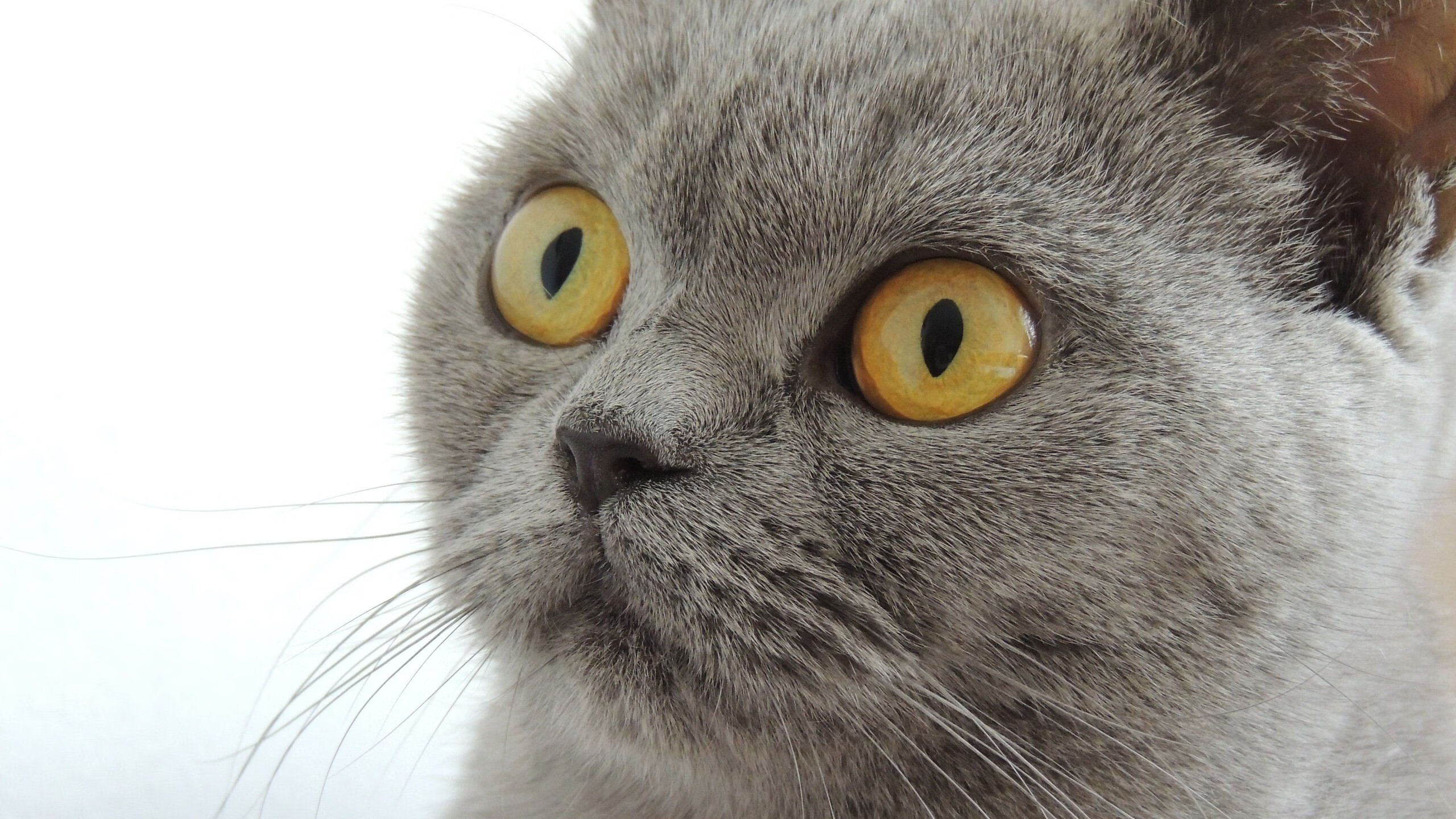 窒息五分钟,莫兰特末节绞杀尼克斯,无人可复制的硬仗基因