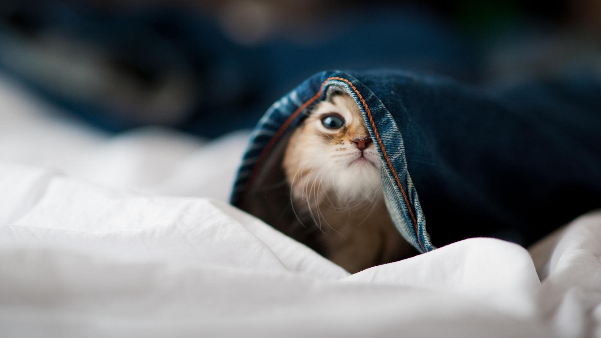 降维打击，当米切尔的火焰遇上凯尔特人的绿色风暴