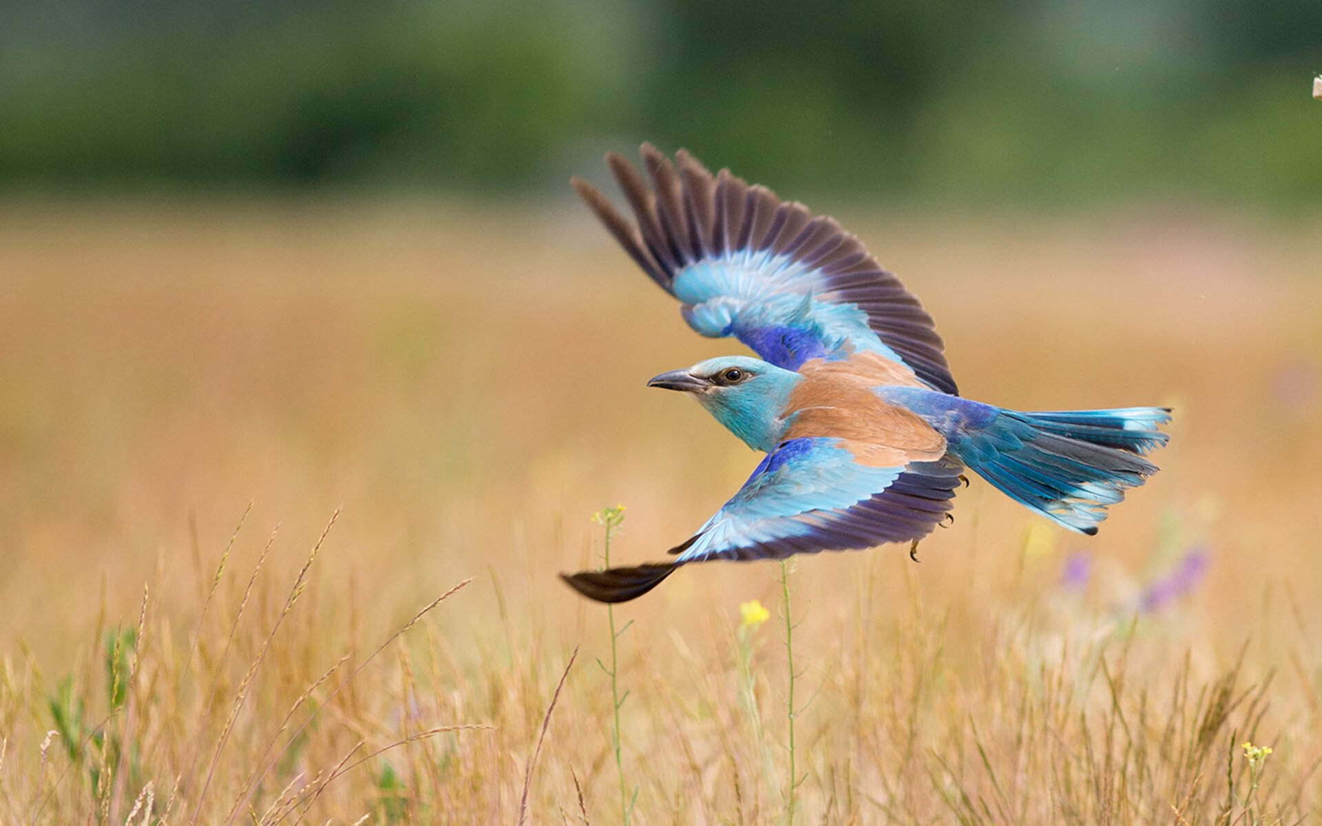 魔幻现实,2026世界杯镜像对决—当新长城粉碎枪手之魂