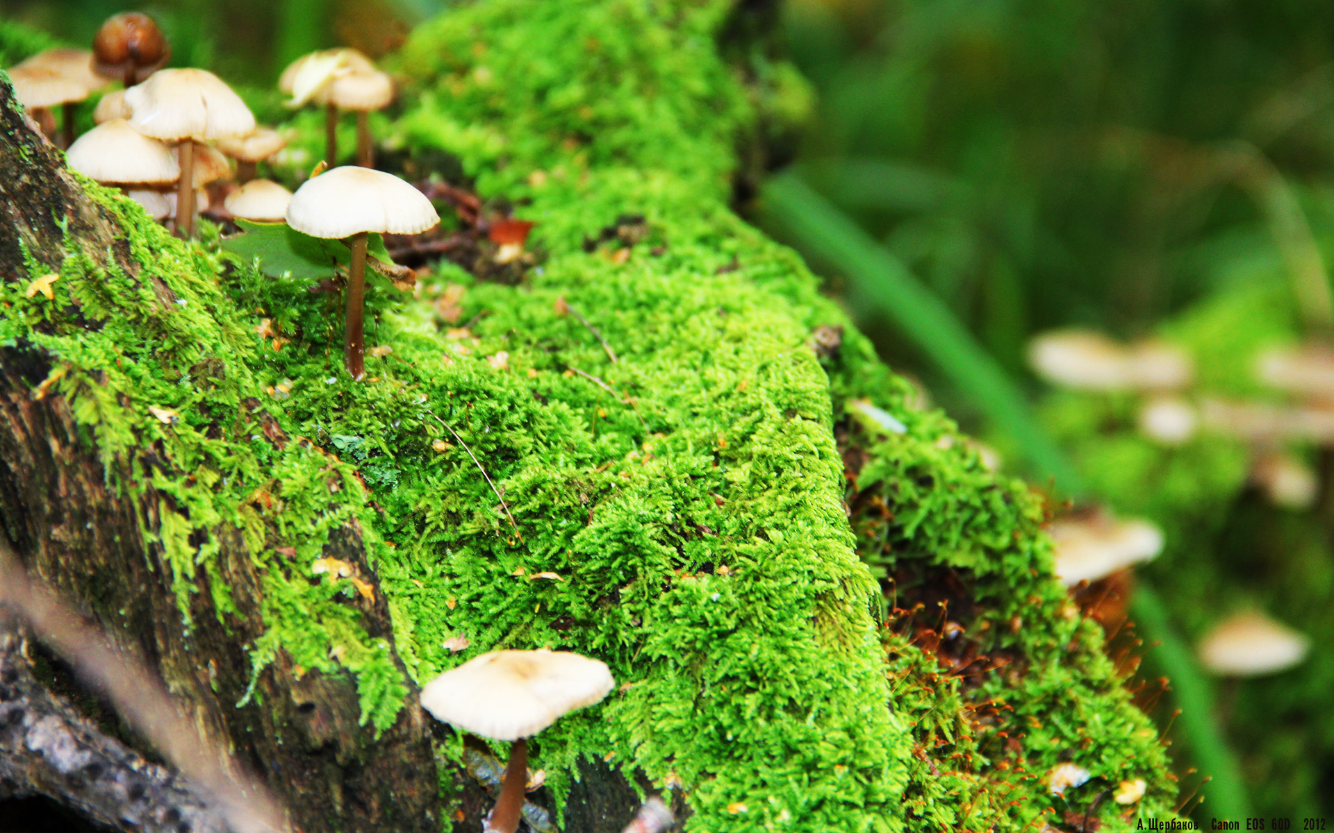 跨维度激战，辽宁的闪电五连鞭VS猛龙北境长城，恩比德于时间裂缝中加冕为王